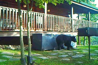 Gatlinburg Getaway Log Home About The Bears