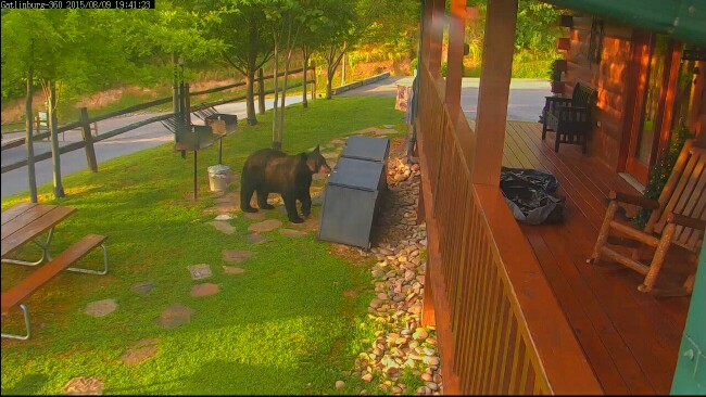 Gatlinburg Getaway Log Home About The Bears